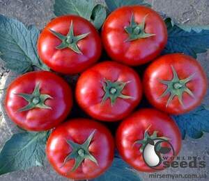 Томат Лоджейн F1 500 с. (Enza Zaden)