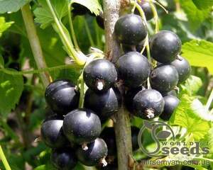 Саджанці Смородіні чорної ЮВІЛЕЙНА КОПАНЯ