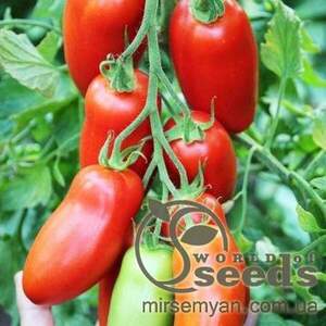 Томат Поззано F1 - 500 насінин (Enza Zaden)