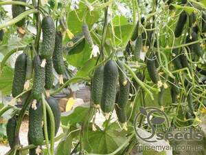 Огірок Огірок