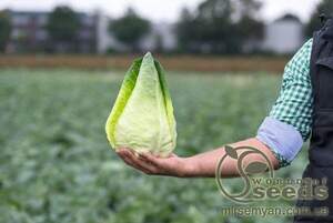 Капуста КОНІЧНА РАННЯ «КАРАФЛЕКС» F1 1000 с. Бейо (Bejo) Капуста КОНІЧНА РАННЯ «КАРАФЛЕКС» F1 1000 с. Бейо (Bejo)