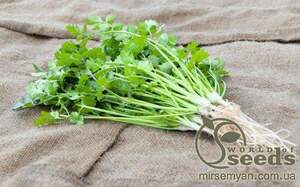 Коріандр Карібе / Caribe 50 гр,  (Bejo)