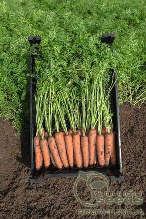 Морква Морква