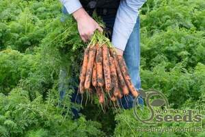 Морква Морква