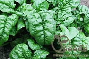 Шпинат Шпинат