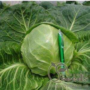 Капуста білокачанна рання Капуста білокачанна рання