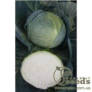 Капуста білокачанна середньопізня «Центуріон» F1 2500 насінин, Клоз, (Clause) Капуста білокачанна середньопізня «Центуріон» F1 2500 насінин, Клоз, (Clause)