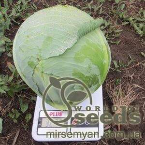 Капуста білокачанна середньопізня «Декуріон» F1 2500 насінин, Клоз, (Clause)