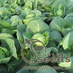 Капуста білокачанна Легат F1 - 2500 насінин Клоз, (Clause) Капуста білокачанна Легат F1 - 2500 насінин Клоз, (Clause)