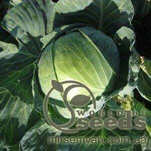 Капуста білокачанна Гігант 2500 насінин Клоз, (Clause)