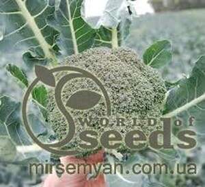 Капуста броколі Капуста броколі