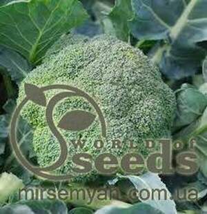 Капуста броколі 