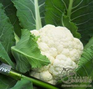 Капуста цвітна Капуста цвітна