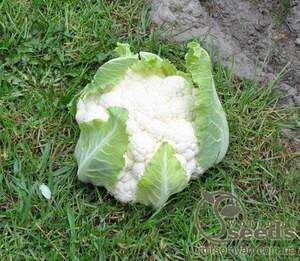 Капуста цвітна Капуста цвітна