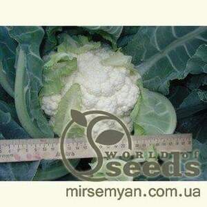 Капуста цвітна Наутілус F1 – 10 000 с. Клоз (Clause) Капуста цвітна Наутілус F1 – 10 000 с. Клоз (Clause)