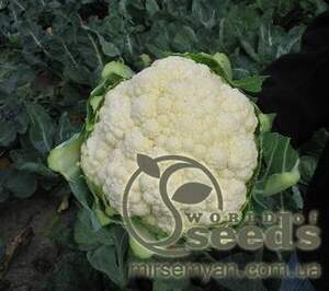 Капуста цвітна 
