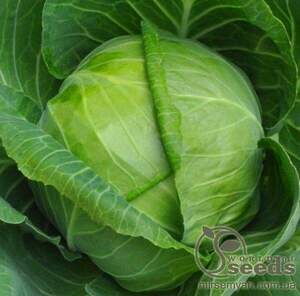 Капуста білокачанна 