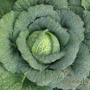 Капуста савойська 