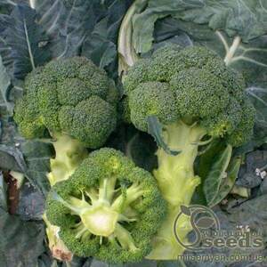 Капуста савойська 