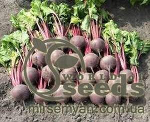 Буряк столовий Боро / Boro F1 5 000 нас. (Bejo)