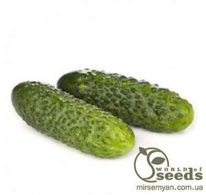 Огірок Ліст F1 10с. А Рійк Цваан/(Rijk Zwaan)