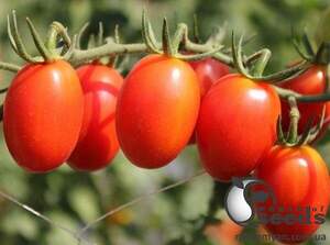 Томат Туті Фруті F1 250 с. Clause