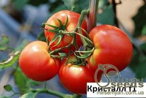 Томат Кристал F1 1г. Клоз (Clause)