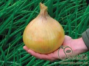 Цибуля саджанка Ексібішен / Exhibition 1 кг (Bejo Nederland)