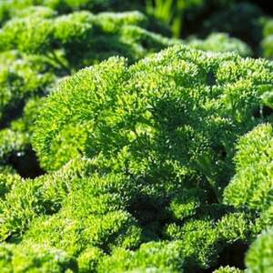 Петрушка Ріна 50 г Рійк Цваан (Rijk Zwaan)