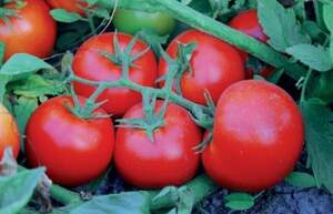 Томат Сагатан F1 2500 н. Сингента (Syngenta)