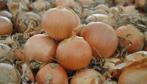 Насіння цибулі 