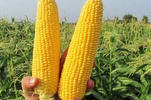 Кукурудза цукрова GSS 5649 F1 100 000 н. Сингента (Syngenta) Кукурудза цукрова GSS 5649 F1 100 000 н. Сингента (Syngenta)