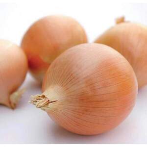 Насіння цибулі 