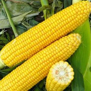 Кукурудза Харді F1 (SH2) 5 000 с. Хазера, (Hazera) Кукурудза Харді F1 (SH2) 5 000 с. Хазера, (Hazera)