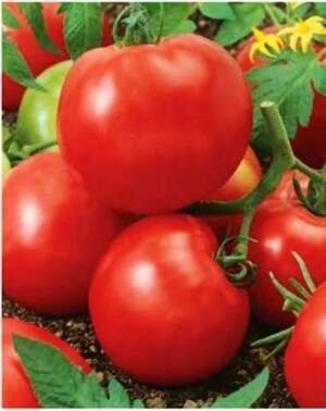 Насіння томату 