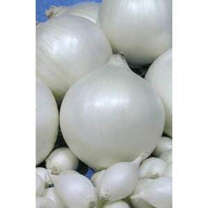 Цибуля саджанка Сноубол / Snowball 0,5 кг (Nederland)