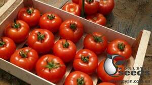 Насіння томату Клад F1 250 нас. Lark Seesd USA