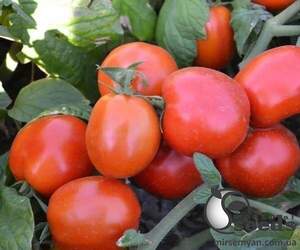 Насіння томату 