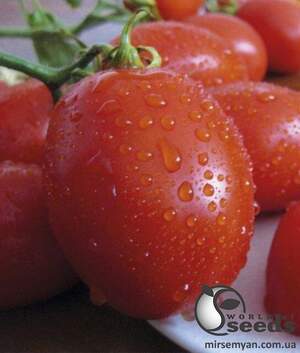 Насіння томату 