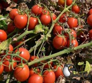 Насіння томату 