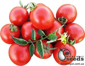 Насіння томату 