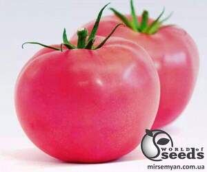 Насіння томату 
