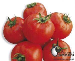 Насіння томату 