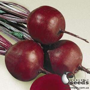 Насіння буряка 