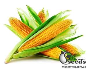 Сахарна кукурудза 