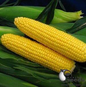 Сахарна кукурудза 