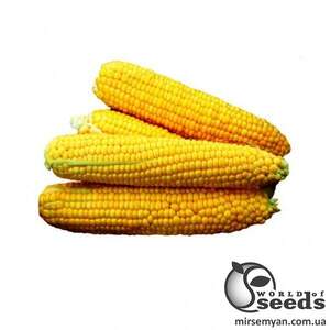 Сахарна кукурудза 