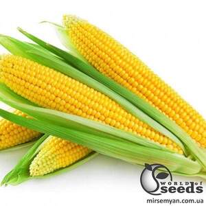 Сахарна кукурудза 