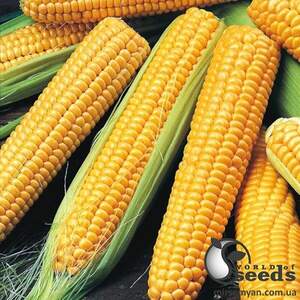 Сахарна кукурудза 