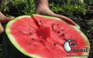 Насіння кавуна 